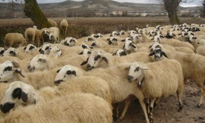 De ce România a suspendat exportul de ovine în Ungaria din cauza Pestei Micilor Rumegătoare?