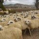 De ce România a suspendat exportul de ovine în Ungaria din cauza Pestei Micilor Rumegătoare?