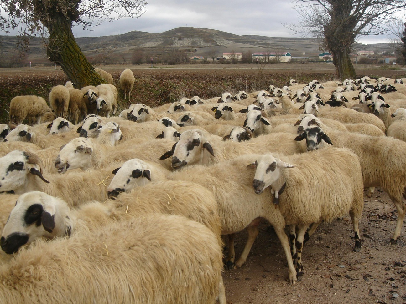 De ce România a suspendat exportul de ovine în Ungaria din cauza Pestei Micilor Rumegătoare?