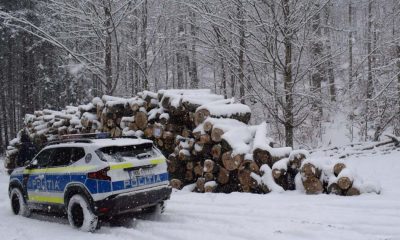 Ce descoperiri au făcut polițiștii în pădurile din Arad?