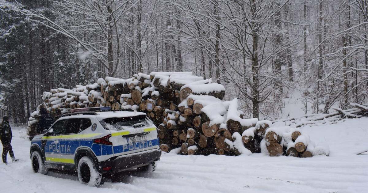 Ce descoperiri au făcut polițiștii în pădurile din Arad?