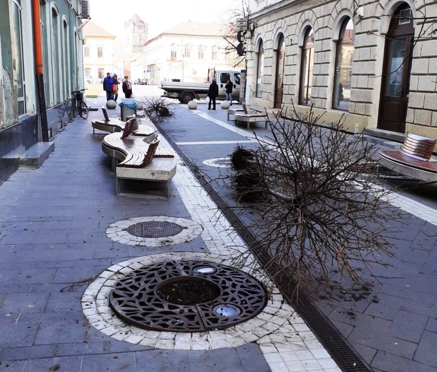 Ce s-a întâmplat cu arborii de pe strada Meţianu în această luni?