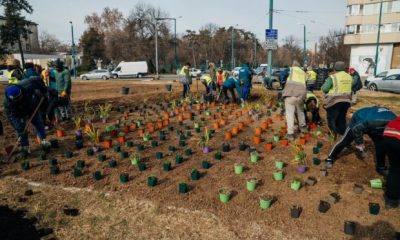 Cum a fost înfrumusețat sensul giratoriu din Piața Mărăști, Timișoara, de Horticultură?