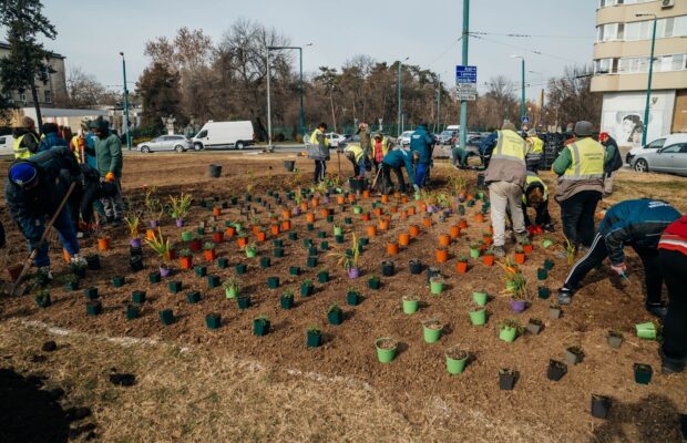 Cum a fost înfrumusețat sensul giratoriu din Piața Mărăști, Timișoara, de Horticultură?