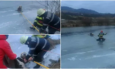 Cum a fost salvat un câine din apele înghețate ale unui râu din Hunedoara?