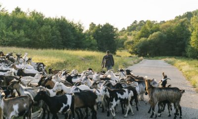 Ce restricții a impus Uniunea Europeană transportului de ovine și caprine din Arad și Bihor?