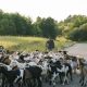 Ce restricții a impus Uniunea Europeană transportului de ovine și caprine din Arad și Bihor?