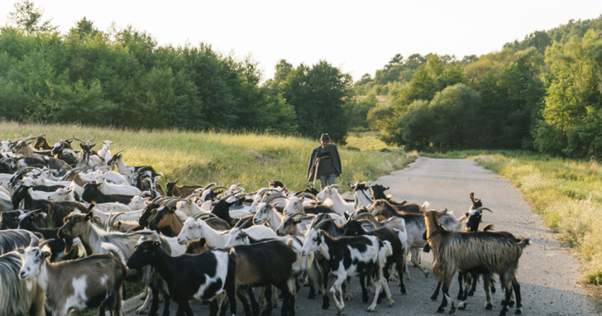 Ce restricții a impus Uniunea Europeană transportului de ovine și caprine din Arad și Bihor?