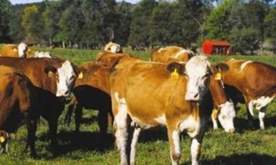 Ce se întâmplă în județ? Peste 50 de focare de leucoză la bovine descoperite!