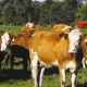 Ce se întâmplă în județ? Peste 50 de focare de leucoză la bovine descoperite!