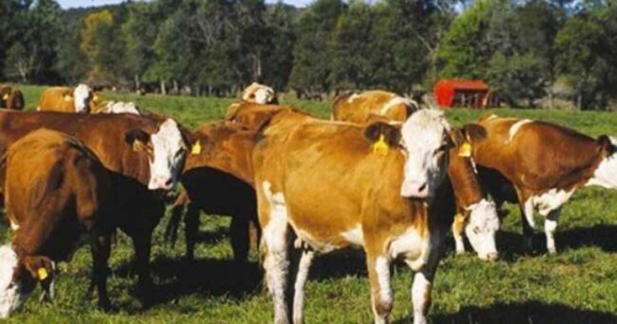 Ce se întâmplă în județ? Peste 50 de focare de leucoză la bovine descoperite!