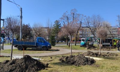 Cum continuă Primăria Arad revitalizarea spațiilor verzi în oraș?