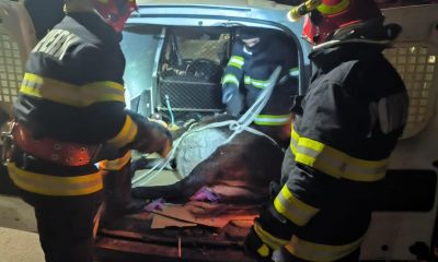 De ce a fost abandonat la Cluj un măgăruș rănit grav după un accident?