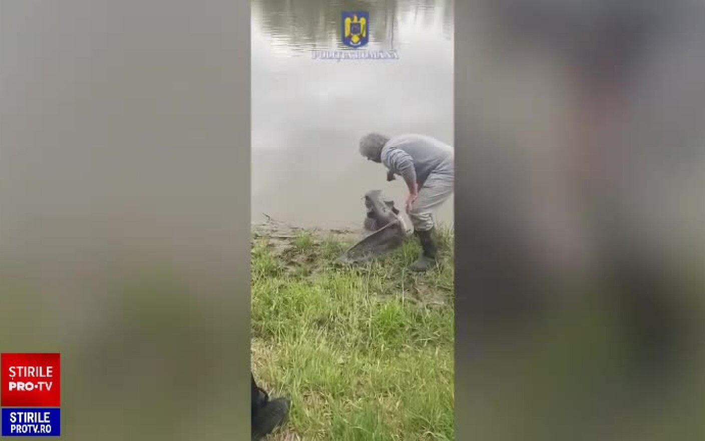 Ce amendă uriașă a primit un arădean pentru un somn de 40 de kg prins pe Mureș?
