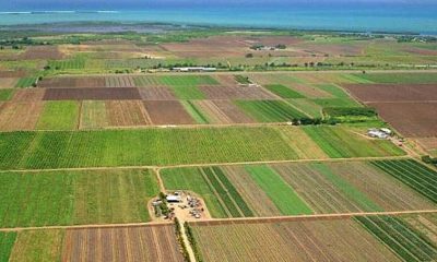 Ce oportunități oferă terenurile agricole în județul Arad?