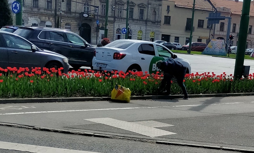 Ce sancțiuni riscă bărbatul care a distrus lalelele din intersecția de la Podgoria?
