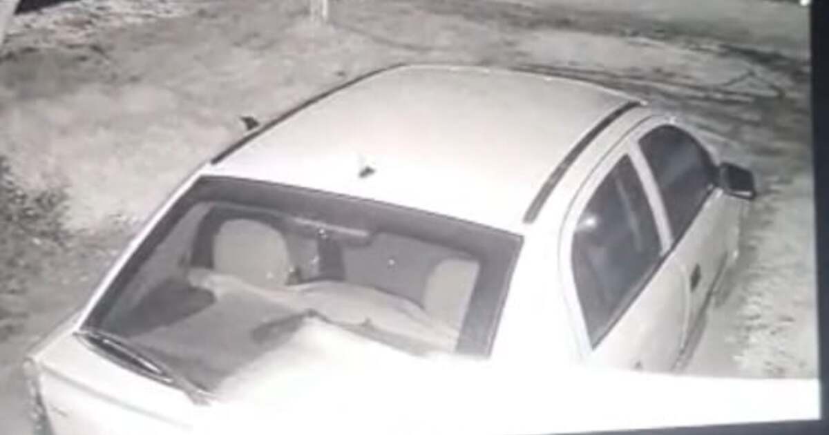 Ce se întâmplă la Pecica? A fost văzut un urs în libertate!