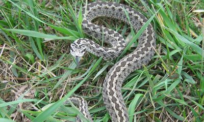 Ce specii de șerpi te așteaptă la muzeul din Arad? Vezi colecția fascinantă!