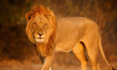 Cum a fost ucisă o adolescentă de 14 ani de un leu în Kenya?