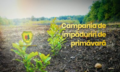 Cum au fost regenerate peste 700 de hectare în campania de împăduriri de primăvară?  - Stiri Resita