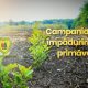 Cum au fost regenerate peste 700 de hectare în campania de împăduriri de primăvară?  - Stiri Resita