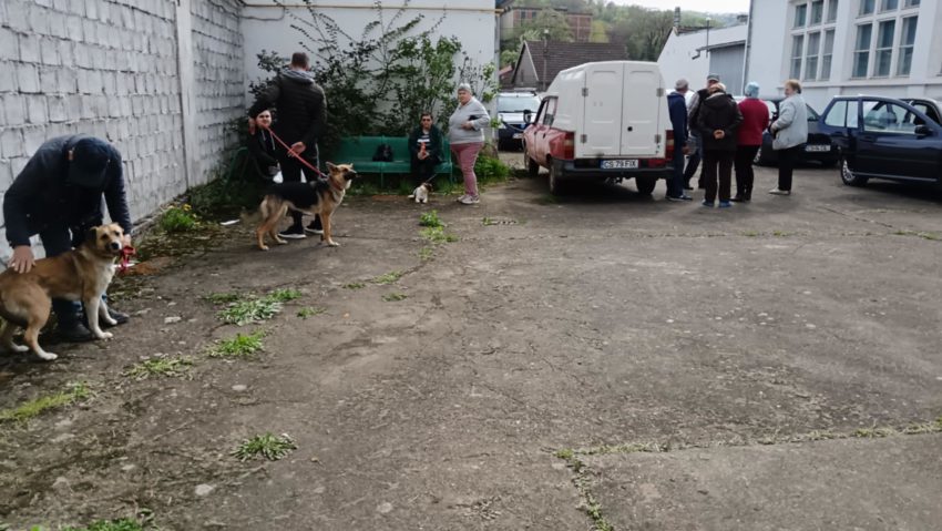 Cum au reușit să sterilizeze peste 100 de câini și pisici într-o zi?  - Stiri Resita