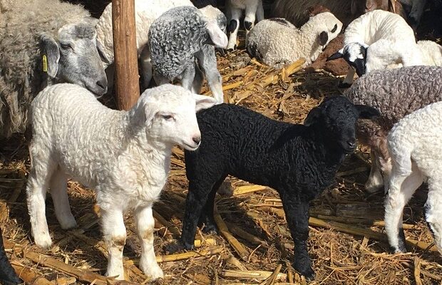 Cum să-ți alegi miei cu gust autentic de Paște direct de la crescătorii locali din Reșița Nord?  - Stiri Resita