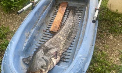 De ce a fost amendat un pescar din Arad cu 10.000 de lei pentru un somn de 40 kg?