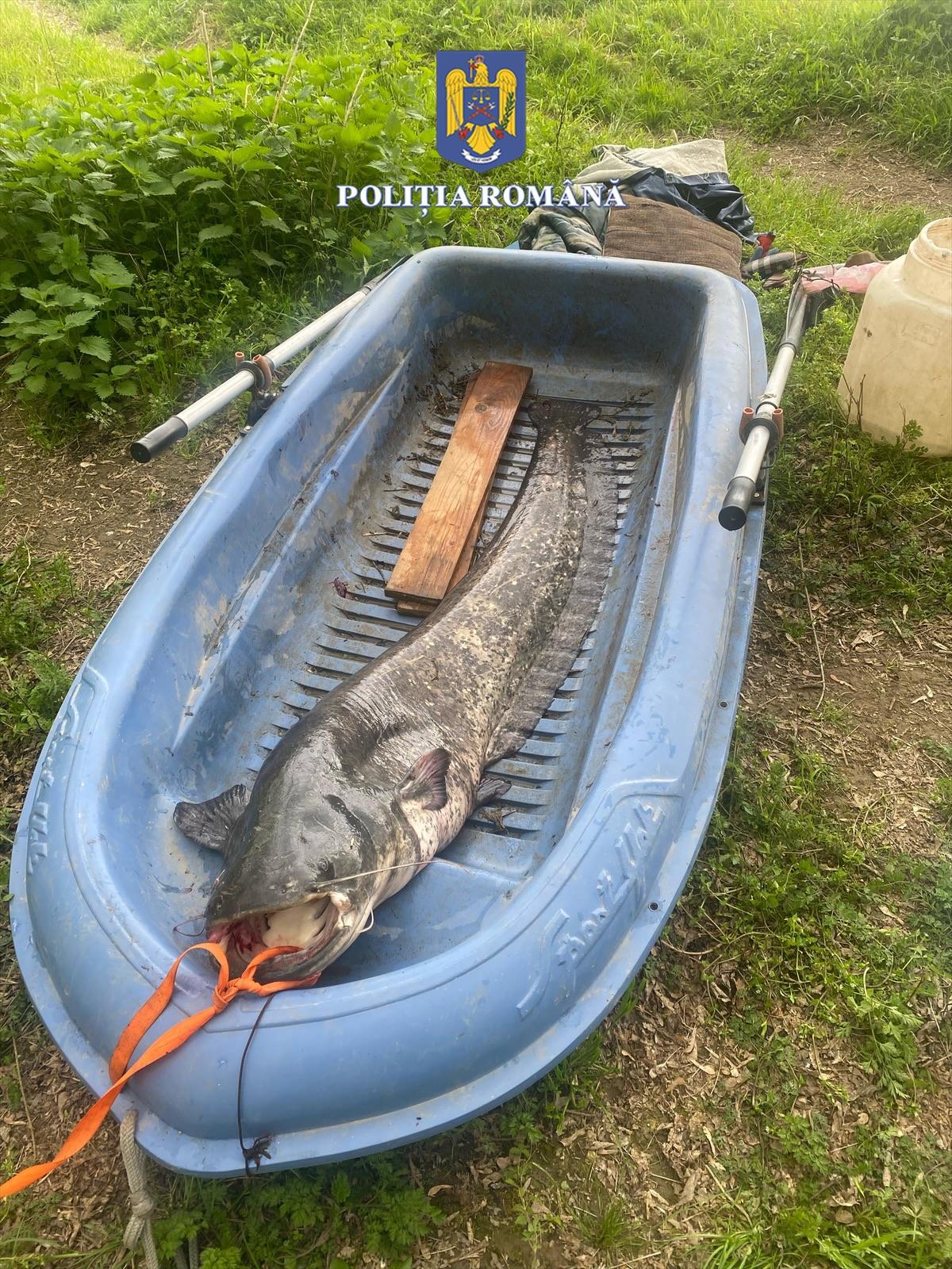 De ce a fost amendat un pescar din Arad cu 10.000 de lei pentru un somn de 40 kg?