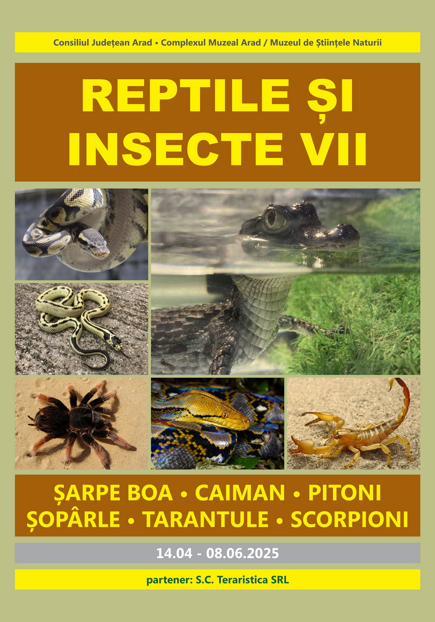 „Ce surprize oferă expoziția de Reptile și Insecte Vii la Complexul Muzeal Arad?”
