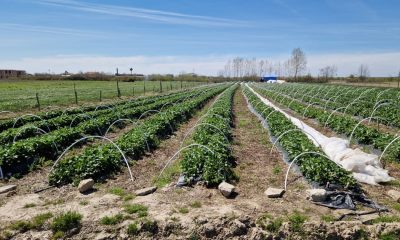 „De ce un arădean a pierdut din nou recolta de căpșuni, după o investiție de 5.000 euro?”