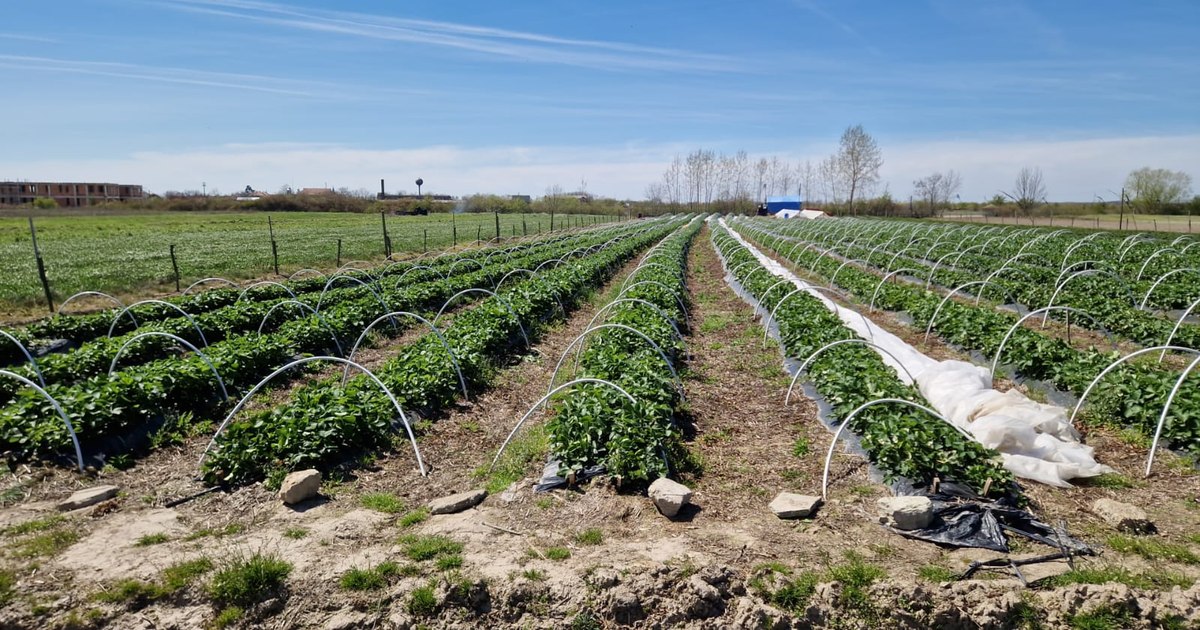 „De ce un arădean a pierdut din nou recolta de căpșuni, după o investiție de 5.000 euro?”