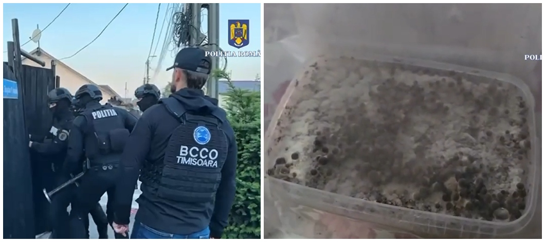 Cine sunt cei șapte reținuți într-un dosar de trafic de droguri la Arad?