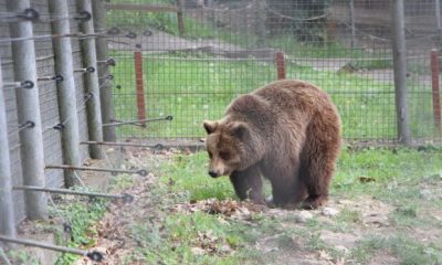 Visezi la o aventură la zoo? Intrare gratuită pe 1 Iunie la Grădina Zoologică din Reșița!  - Stiri Resita