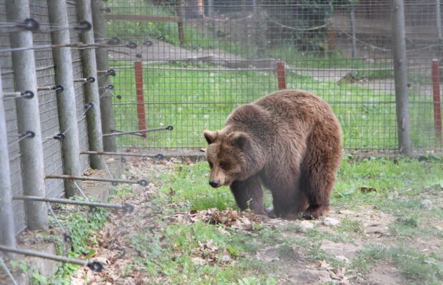 Visezi la o aventură la zoo? Intrare gratuită pe 1 Iunie la Grădina Zoologică din Reșița!  - Stiri Resita