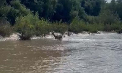 Ce a adus pe Mureș o ciută de lopătar? FOTO/VIDEO captivant de la Arad!