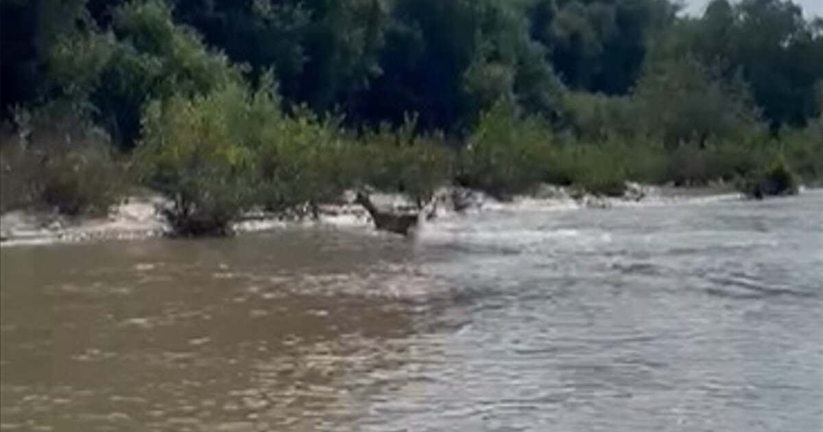 Ce a adus pe Mureș o ciută de lopătar? FOTO/VIDEO captivant de la Arad!