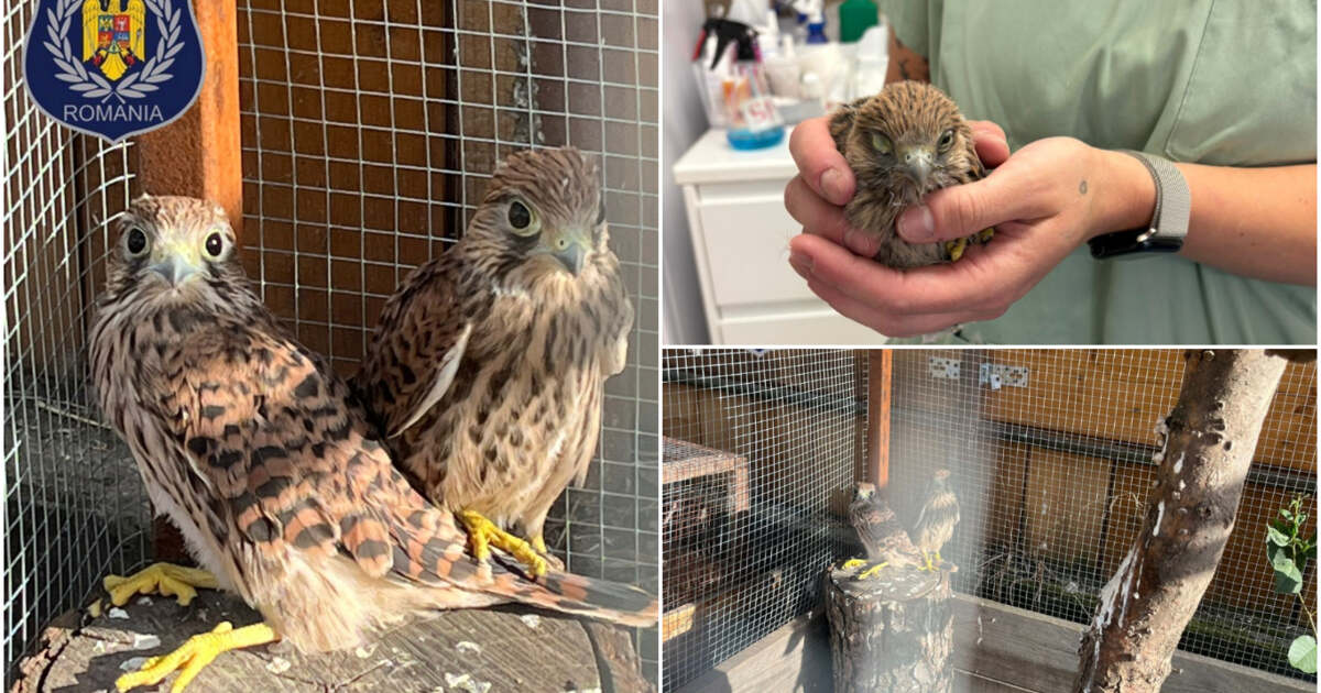Cum au fost salvați puii de șoim căzuți din cuib de către polițiștii locali?