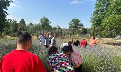 Cum celebrează centrele pentru adulți cu dizabilități din Arad Sărbătoarea lavandei?