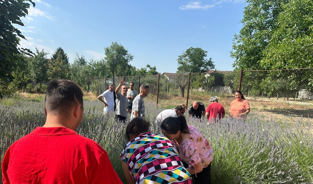 Cum celebrează centrele pentru adulți cu dizabilități din Arad Sărbătoarea lavandei?