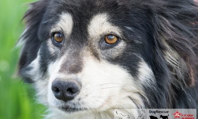 Cum poți salva un cățel? Participă la târgul de adopție din centrul Aradului!