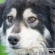 Cum poți salva un cățel? Participă la târgul de adopție din centrul Aradului!