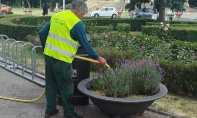 Cum protejează horticultura plantele și arborii din Timișoara în zilele caniculare?