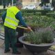 Cum protejează horticultura plantele și arborii din Timișoara în zilele caniculare?