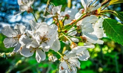 De ce au înflorit cireșii a doua oară anul acesta în Arad? Semnal de alarmă?