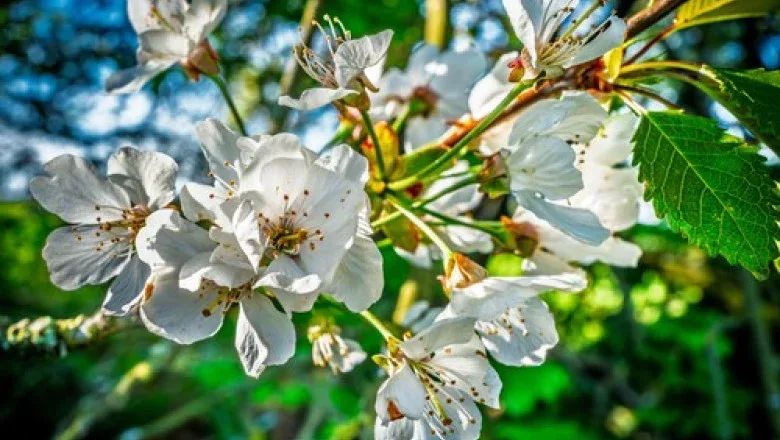 De ce au înflorit cireșii a doua oară anul acesta în Arad? Semnal de alarmă?