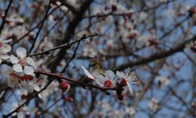 De ce cireșii au înflorit din nou? Descoperă misterul florilor!