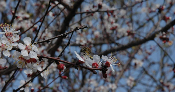 De ce cireșii au înflorit din nou? Descoperă misterul florilor!