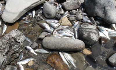 Este ecosistemul de pe Târnava Mică distrus iremediabil? Ce putem face?