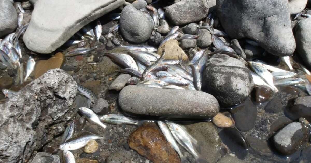 Este ecosistemul de pe Târnava Mică distrus iremediabil? Ce putem face?